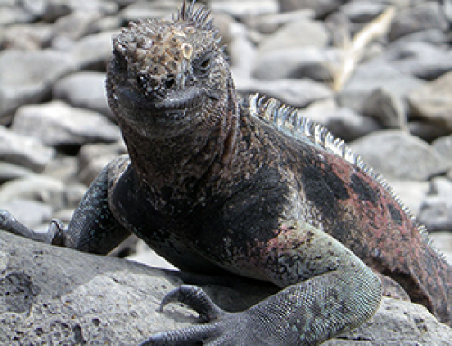 ‘All of us together’ – Björk …natural mindfulness at work